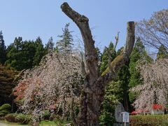 少し北上して
２、白兎のしだれ桜　
樹齢１５０年　エドヒガンのシダレザクラ
葉山神社の敷地内にあり日本三十三枝垂れ桜のひとつ
入手したさくら回廊のフリーペーパーにはそう紹介されていたけれど訪問時はこのような姿