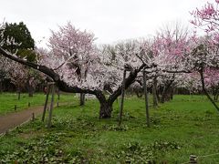 札幌円山公園、梅と桜