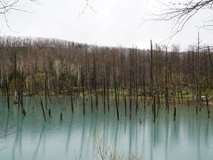 雨の中、美瑛の青い池