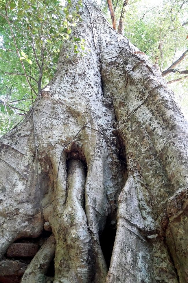 ■ 巨大に成長したガジュマルの木。