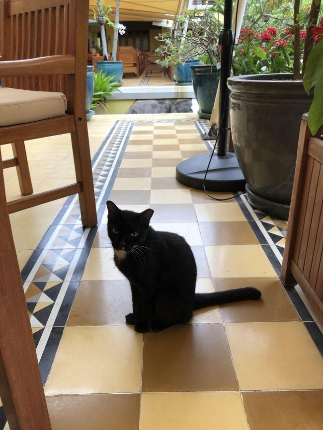 ここで猫にゃん登場！<br /><br />ご飯をおねだりしています<br />ハムをあげたらむしゃむしゃ食べてました<br /><br />ホテルの方に怒られるかな～とこっそりあげましたが<br />やはりおおらかに見て見ぬふりをしてくれました