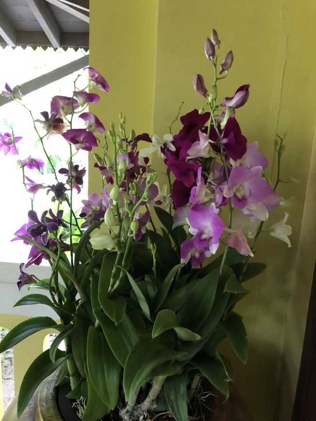 ホテルの至る所に蘭の花が…<br /><br />さすが東南アジア！　様々な色合いにうっとりします