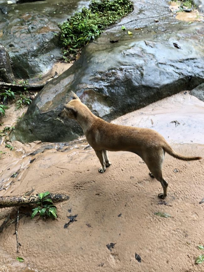 ガイド犬のように一緒についてきてくれたワンコ<br /><br />ガイドさんともお知り合いの様です