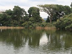 大瀬崎-1　大瀬神社境内・神池　　　　29/　　　　1