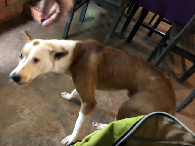 ここにもワンコがお裾分けをおねだりしています<br /><br /><br />