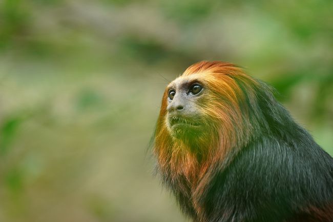 動物ずくめのシンガポールひとり旅 4 リバーサファリ 続 アマゾンの部 シンガポール シンガポール の旅行記 ブログ By しろんさん フォートラベル 動物ずくめのシンガポールひとり旅 4 リバーサファリ 続 アマゾンの部 シンガポール シンガポール の旅行記 ブログ By しろんさん フォートラベル