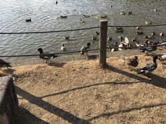 池の中を気持ち良く泳いでいるカモを見ながら、ベンチに座りランチを食べました。