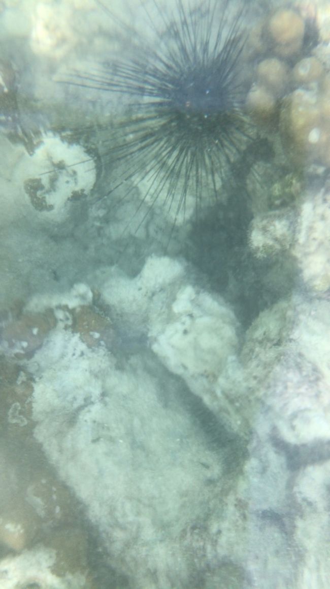 ウニーーデカすぎ。リペ島結構でかいウニいっぱいいます。<br />気をつけないとマジで危ない