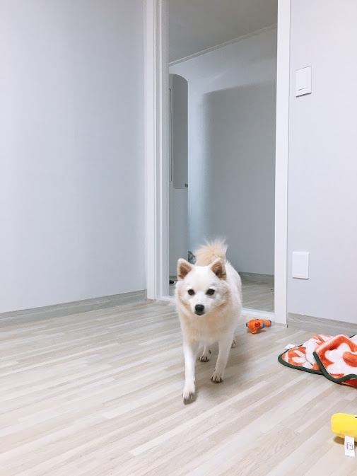 ひとり釜山と 東菜邑城 犬の散歩 釜山 韓国 の旅行記 ブログ By Cocoさん フォートラベル ひとり釜山と 東菜邑城 犬の散歩 釜山 韓国 の旅行記 ブログ By Cocoさん フォートラベル