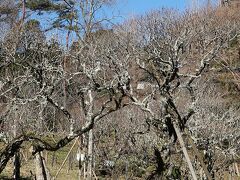 成田山-3　成田山公園　　　　　62/　　　　29