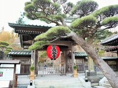 高徳院を後にし、長谷寺へ向かいました。
長谷寺へ向かう途中で、「鳩サブレ」と「鎌倉いとこ」を購入しました。