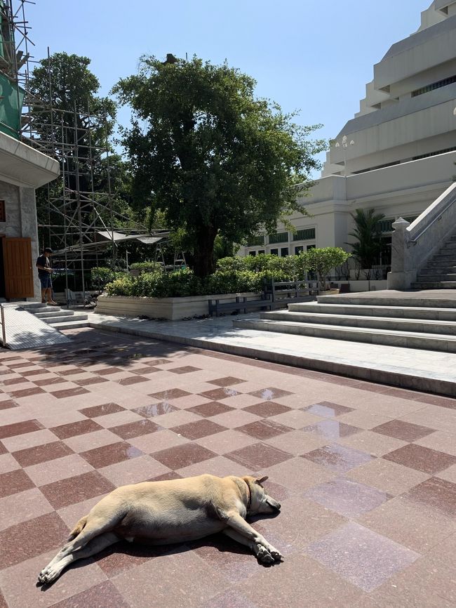 見学終了後、建物から出るとワンコがお昼寝してました。