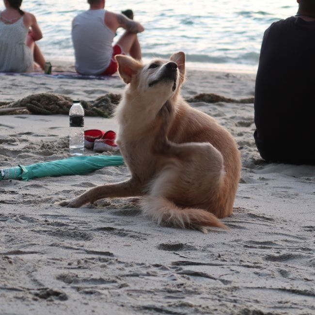 サンセットビーチのワンちゃん。<br />可愛すぎー