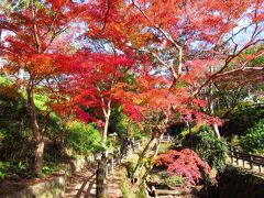 バスを降りて、寺の境内まではもみじ谷公園の中を歩いていくのですが、紅葉がちょうど見頃でした。いや～素晴らしい散歩道です。
