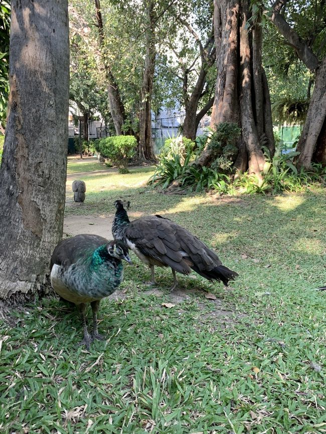 孔雀さんたちもプールの裏のお庭にいてました。