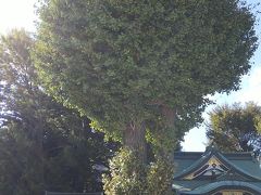 川越八幡神社へ。
縁結びの木