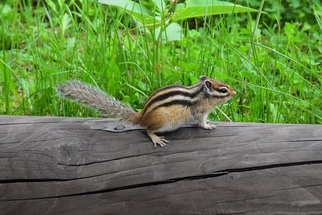 定期観光バスで巡る阿寒摩周国立公園2019～3つのカルデラ湖と