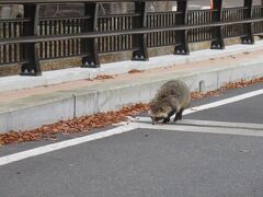 野生の狸が宿の周りを歩いていました
