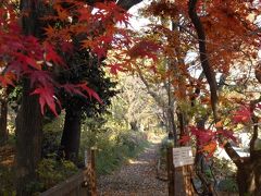 黒川公園の紅葉２