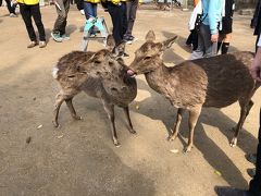 その先には鹿がいっぱい居ます。