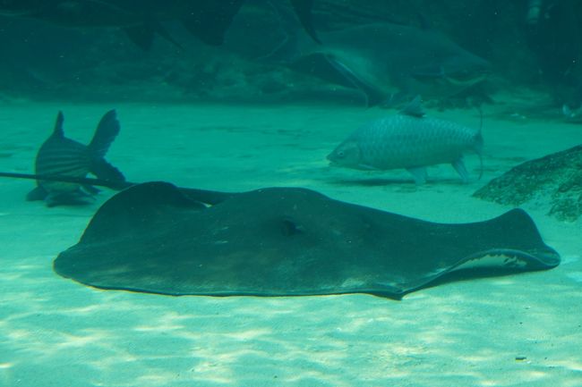 動物ずくめのシンガポールひとり旅 6 リバーサファリ 世界の川の部 シンガポール シンガポール の旅行記 ブログ By しろんさん フォートラベル
