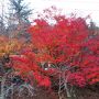 2019年 初冬の三峯神社へ母と1泊2日の旅