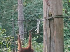 セピロックオランウータンリハビリテーションセンター。会いたかったオランウータン。