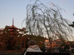 猿沢池から五重塔が見えます。
