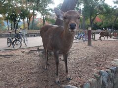 奈良公園の鹿さん、人懐っこくてかわいいです。

東大寺の後は春日大社へ。

