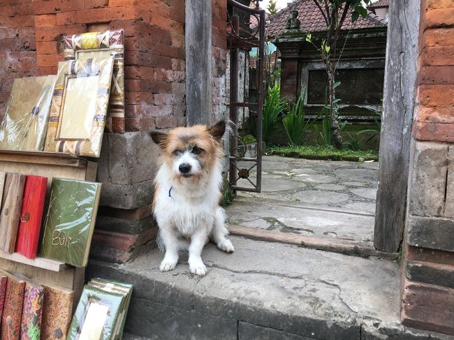 歩道もすっかり歩きやすくなったのでちょっと遠回りしてお散歩<br />ウブドのかわいいわんこ☆