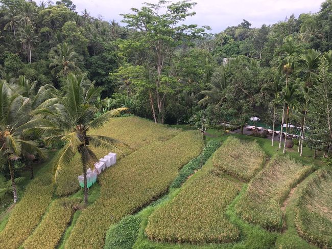 ＷＯＷって何？なんで？