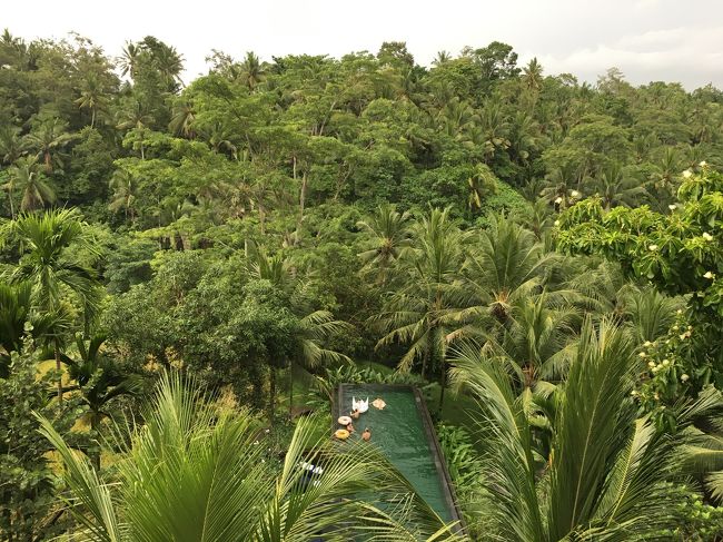 ロビーから見たプール<br />森の中のプール