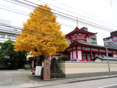 高野寺という近代的なお寺にある、大きな銀杏の木が目立っていました。
