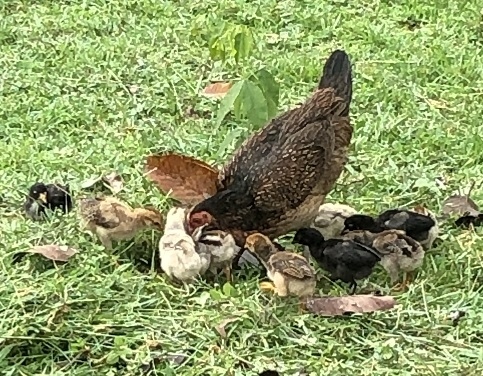 放し飼いの鶏の親子<br /><br />ガイドさん曰く夜になるとちゃんと寝床に帰ってくるそうですよ<br />