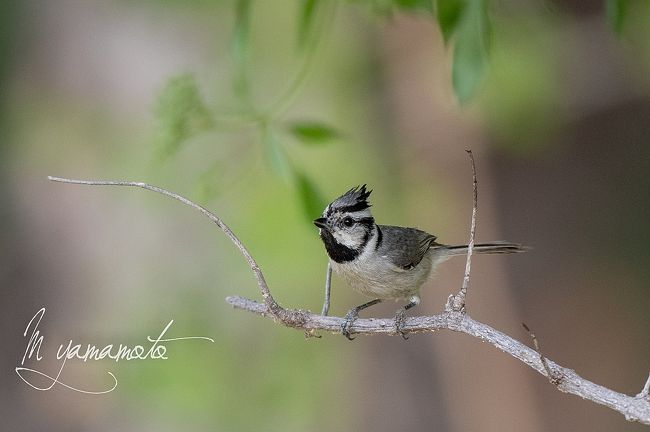 2019Arizona探鳥記』アリゾナ州(アメリカ)の旅行記・ブログ by