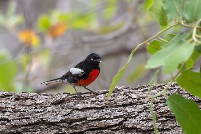 2019Arizona探鳥記』アリゾナ州(アメリカ)の旅行記・ブログ by