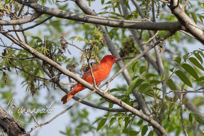 2019Arizona探鳥記』アリゾナ州(アメリカ)の旅行記・ブログ by