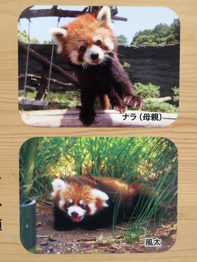 新春静岡レッサーパンダ遠征 ２ レッサーパンダ年賀状やドラゴンボールコラボの日本平動物園いろいろ 庄やで安くて贅沢グルメと静岡みやげ 静岡市 葵区 駿河区 静岡県 の旅行記 ブログ By まみさん フォートラベル