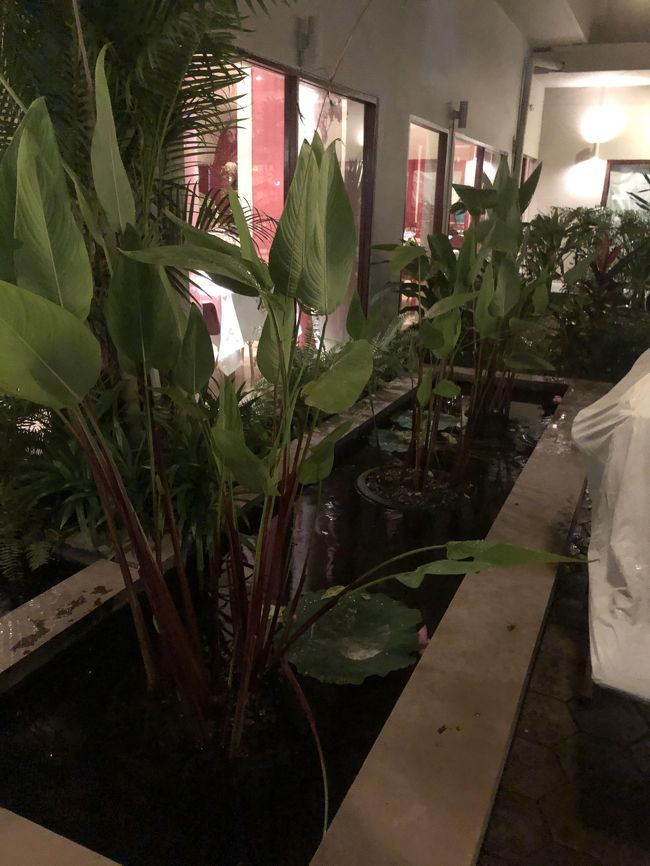 二日目の遺跡ツアー終了！<br /><br />今日は雨の中よく歩き、遺跡に感動、感心の一日でした<br /><br />ホテルに帰ってお着換えして<br />在住のフランス人に評判が高いフレンチ「アバガス」に夕食に行きます<br /><br />トゥクトゥクのお兄さんが迷いながらグーグルで検索しながらやっと到着！<br /><br />緑がいっぱいの中庭です