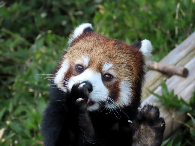 到津の森公園＆福岡市動物園 2020新春の九州遠征最終日は到津と