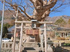 お宿のすぐ脇の小道を上がっていくと、こちらも境内社の住吉神社。お社を守るように、巨大なケヤキが！