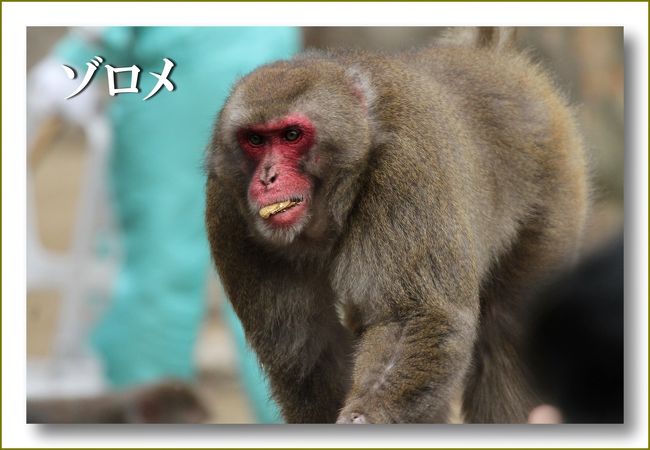 Solitary Journey 1313 年末年始ロングドライブ旅 明けましておめでとう おサルさんの表情に癒された 高崎山 大分県大分市 別府温泉 大分県 の旅行記 ブログ By Mechagodzilla 703さん フォートラベル Solitary Journey 1313 年末年始ロングドライブ旅 明けましておめでとう おサルさんの表情に癒された 高崎山 大分県大分市 別府温泉 大分県 の旅行記 ブログ By Mechagodzilla 703さん フォートラベル