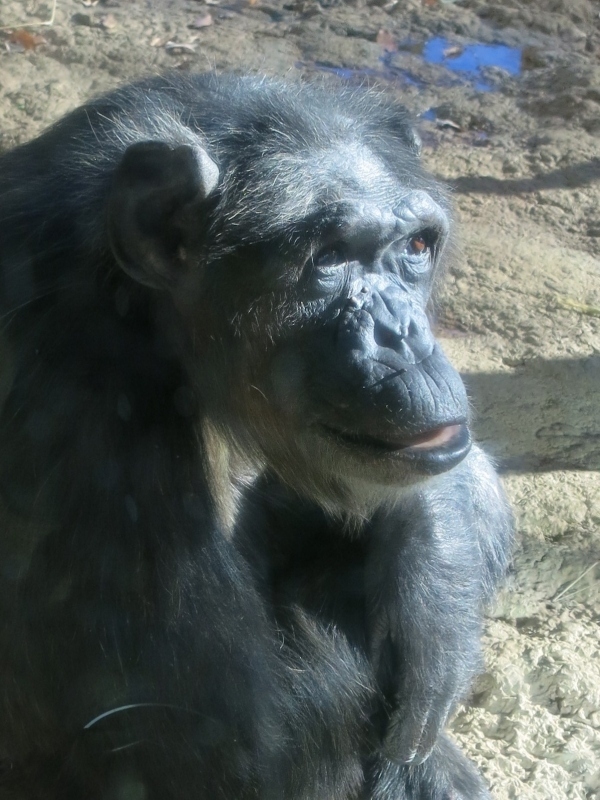 やっぱり動物はいいよな 動物たちに癒される多摩動物公園 日野 昭島 東京 の旅行記 ブログ By 琉球熱さん フォートラベル