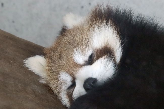 新春静岡レッサーパンダ遠征 ４ 浜松市動物園 前編 レッサーパンダ特集 去年生まれのアラタちゃんミライくん キララママとチイタパパ 浜松 静岡県 の旅行記 ブログ By まみさん フォートラベル