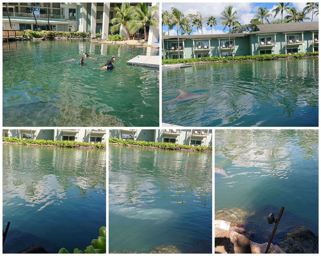 イルカのイルカのラグーンがありました。近くまで来るので水族館より楽しいかもしれません。