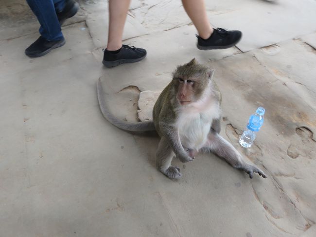 アンコールワットへ<br />猿がお出迎え