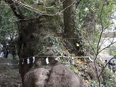 来宮神社の大楠