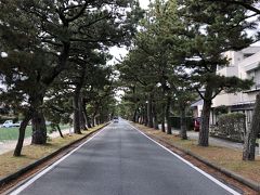 食後、潮見坂から近くの「旧東海道松並木」を見てみました。
車が途切れた瞬間を狙って写します。