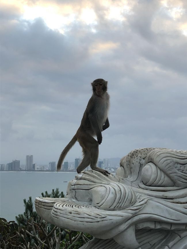 見返り美猿？沢山猿がいました。