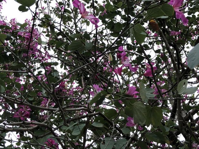 ピンクの花、羊の爪みたいな形　羊蹄木（ヨウテイボク）でしょうか？